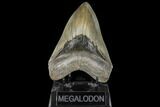 Serrated, Fossil Megalodon Tooth - South Carolina #134285-1